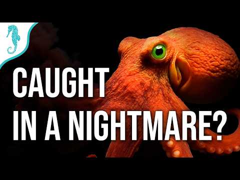 Octopus Sleep Study Shocks Scientists