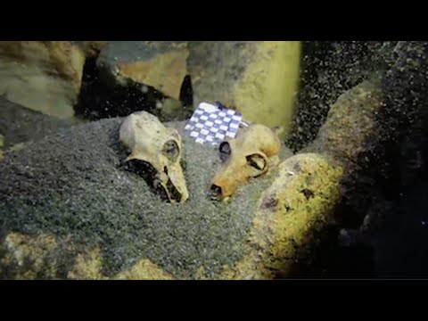 Top 10 Bizarre Bone Collections - 56