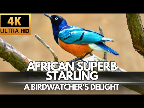 African Superb Starling Splendor of the Savannah Birdwatcher&#039;s Guide