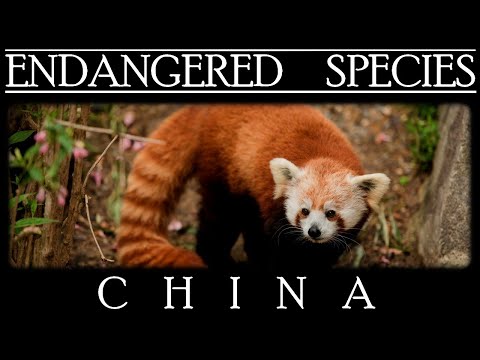 Endangered Species in China
