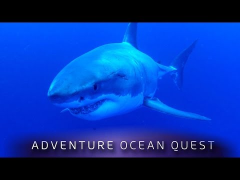 ► Adventure Ocean Quest - The White Sharks of Guadalupe (FULL Documentary)