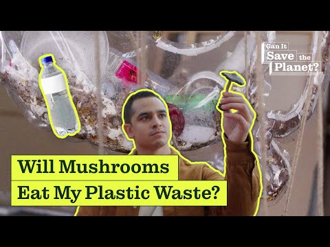 Can Mushrooms Save the Planet?