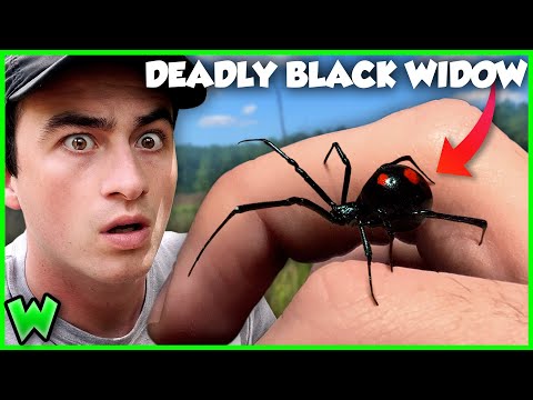 You&#039;re WRONG About The Black Widow Spider