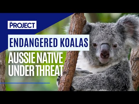 Koala&#039;s Listed As Endangered In Australia As Much Loved Animal Comes Under Threat