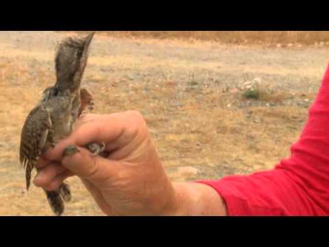 Wryneck - imiiating a snake