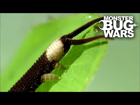 Harvestman vs Velvet Worm | MONSTER BUG WARS