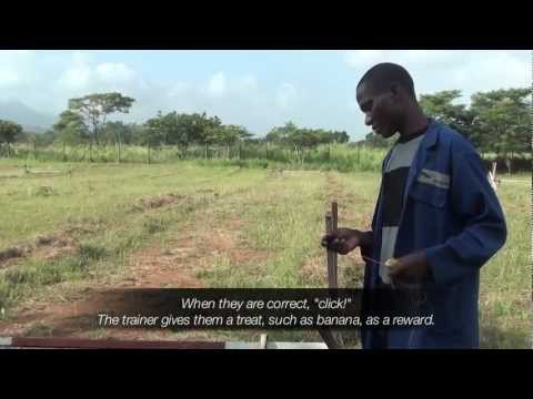 A Day in the Life of a HeroRAT-in-Training