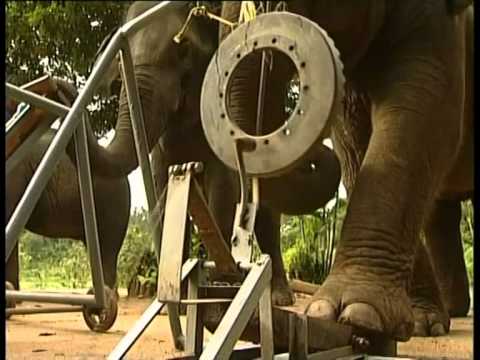 The Elephant Orchestra of Thailand