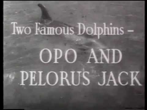 OPO AND PELORUS JACK NEW ZEALAND 1912 &amp;1956