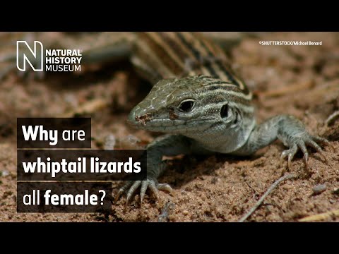 Why are whiptail lizards all female? | Surprising Science