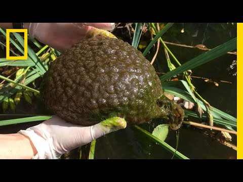 What is this Brain-Like Blob Found in a Lagoon? | National Geographic