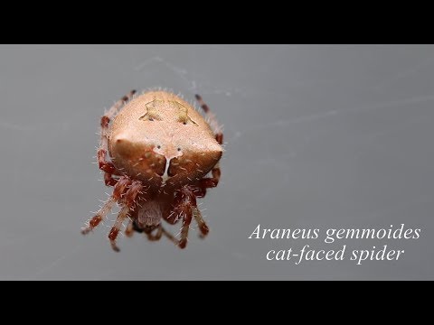 Araneus gemmoides (cat-faced/jewel spider)