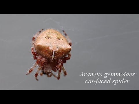 Top 10 Astonishingly Beautiful Spiders - 95