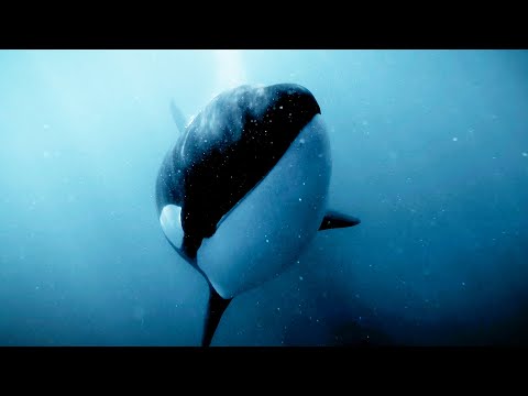 Orcas Kill, But Not Just for Food | Bad Natured | BBC Earth