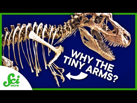 How to Find Out Why T. rex Arms Were… Like That | SciShow News