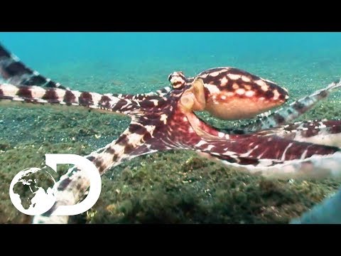 The Mimic Octopus | Nick Baker&#039;s Weird Creatures