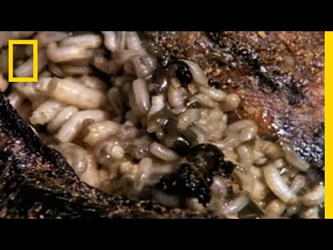 Maggot Medicine | National Geographic