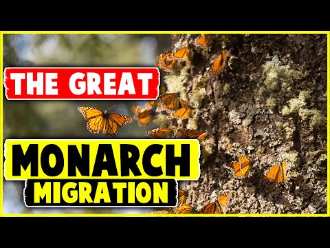 The Great Monarch Migration