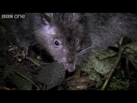 Giant Rat discovered - Lost Land of the Volcano - BBC