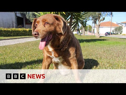 &#039;World&#039;s oldest dog&#039; stripped of title | BBC News