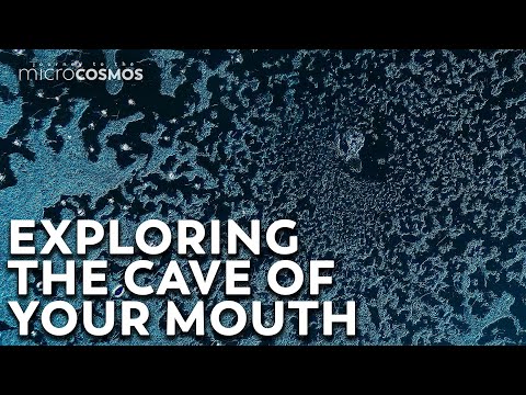 Your Mouth Is A Cave For Microbes