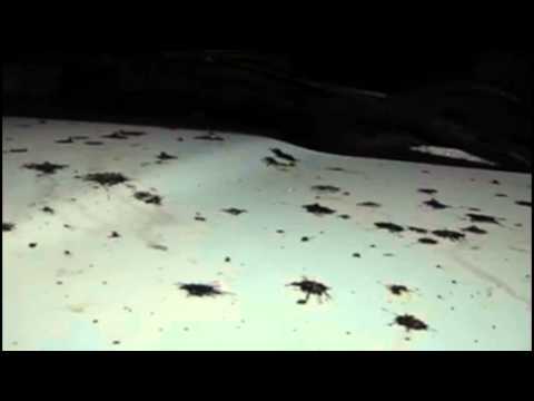 Mysterious Black Goo Rains Down On Suburban Michigan