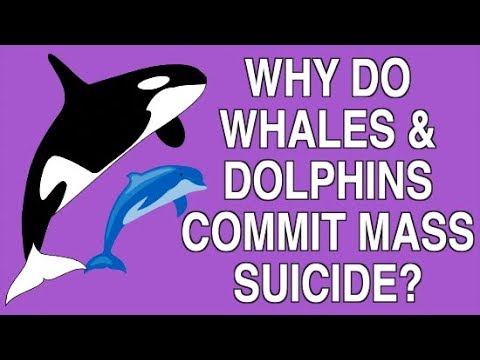 WHY DO WHALES AND DOLPHINS COMMIT MASS SUICIDE?