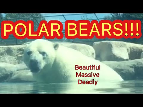 The Canadian Polar Bear Habitat In Cochrane, Ontario is one of the coolest spots ever!!