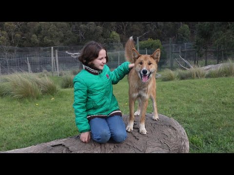 Eagle takes dingo puppy: The story of Wandi