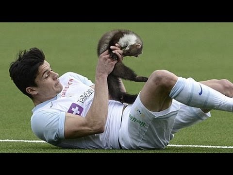 Pine marten invades football pitch and bites player