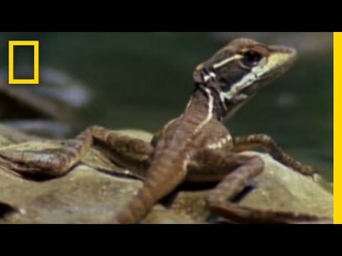 Jesus Christ Lizard | National Geographic