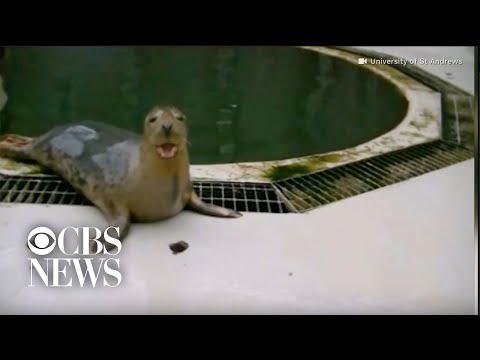 Seals learn to sing &quot;Star Wars&quot; song and copy human sounds