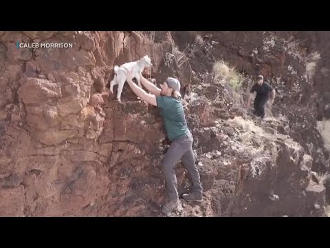 Good Samaritans rescue baby goat stranded on West Oahu cliff for 4 days