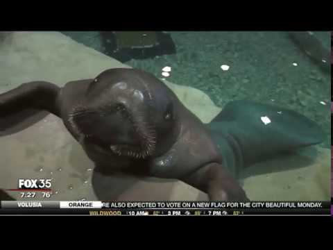 10 Fascinating Facts About Snooty  the World s Oldest Manatee - 94