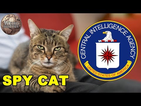 The CIA Once Trained a Cat to Be a Spy