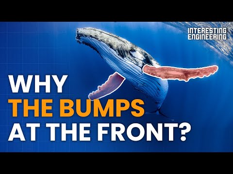 What Do Whales and Wind Turbines Have In Common?