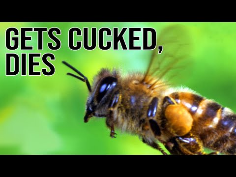Why It Sucks to be a Male Bee