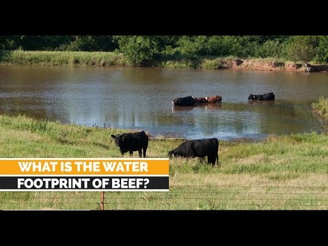 Water Footprint of Beef