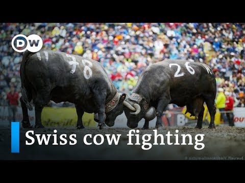 Traditional cow fighting in Switzerland | Focus on Europe