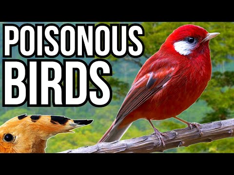 5 Beautiful Birds That Are Secretly Poisonous