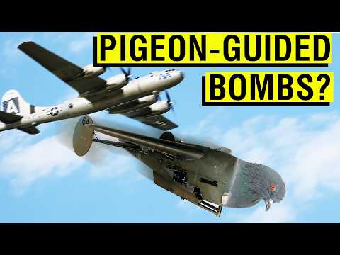 Why Were Bird-Guided Bombs Even A Thing? | The History of &#039;Project Pigeon&#039;