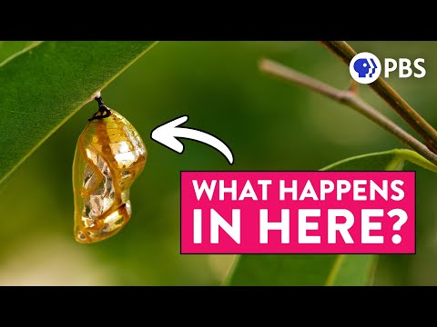 The Truth About Butterfly Metamorphosis (It&#039;s VERY WEIRD)