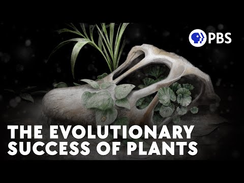 How (Some) Plants Survived The K-Pg Extinction