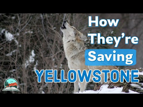 How Wolves Brought Yellowstone Back to Life