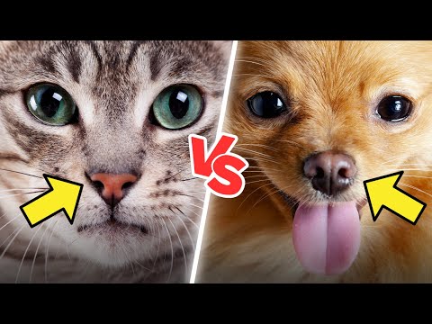Cats vs. Dogs: Which Can Smell Better? (The Surprising Truth)