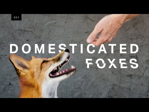 We met the world’s first domesticated foxes