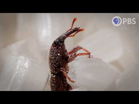 This Weevil Was Born in Your Rice and It’s Hungry | Deep Look