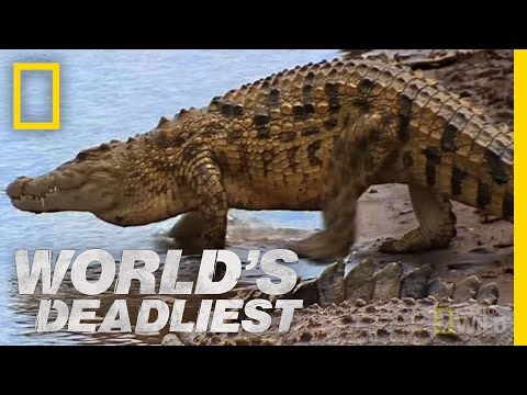 Croc Attack! | World&#039;s Deadliest