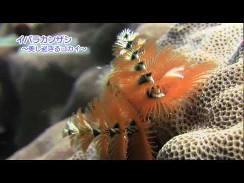 大浦湾100番勝負！その34.イバラカンザシ -Christmas tree worms-