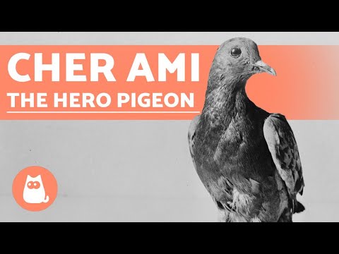 The PIGEON That SAVED Hundreds of LIVES 🕊️🎖️ (Cher Ami)